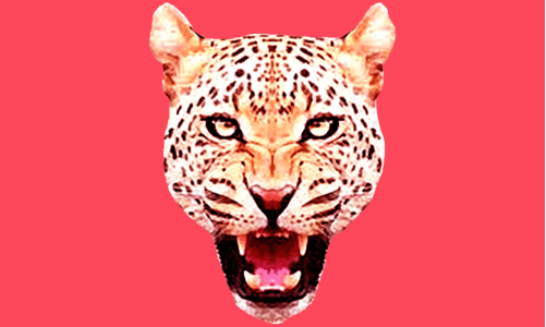 പുലിപ്പേടിയിൽ പാക്കണ്ടം നിവാസികൾ