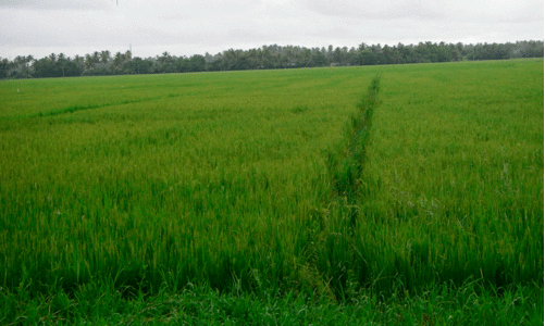 വെള്ളം ഒഴിയുന്നില്ല; കുട്ടനാട്ടിലെ പുഞ്ച കൃഷി വൈകും