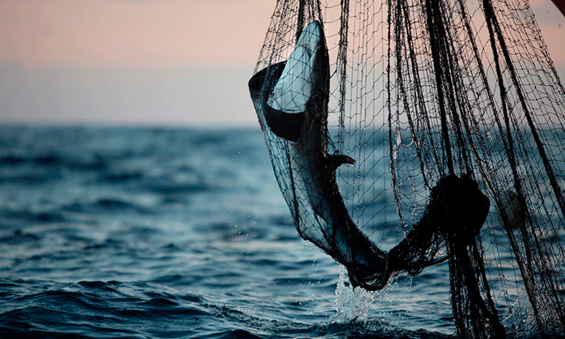 അനധികൃത മത്സ്യബന്ധനം: ബോട്ടുകൾക്ക് 7.5 ലക്ഷം പിഴ