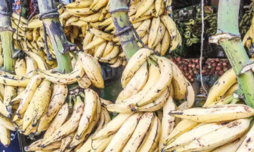 നേ​ന്ത്ര​പ്പ​ഴ​ത്തി​ന് വി​ല​യി​ടി​ഞ്ഞു; ന​ടു​വൊ​ടി​ഞ്ഞ് ക​ർ​ഷ​ക​ർ