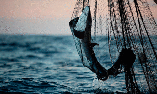 അനധികൃത മത്സ്യബന്ധനം: ബോട്ടുകൾക്ക് 7.5 ലക്ഷം പിഴ അനധികൃത മത്സ്യബന്ധനം: ബോട്ടുകൾക്ക് 7.5 ലക്ഷം പിഴ