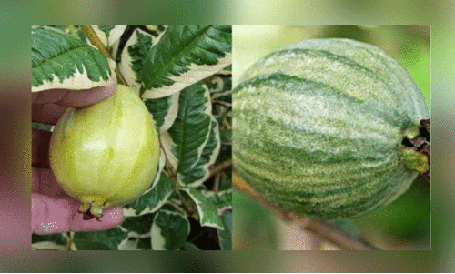 പലവർണ പേരക്ക