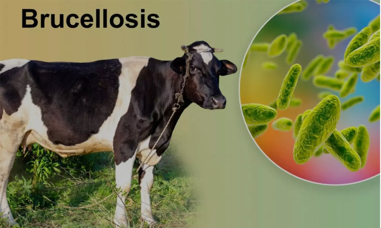 Brucellosis Disease