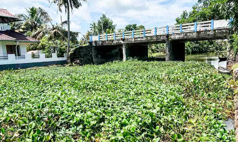 തോട്ടിലൂടെ പോളയും മാലിന്യവും ഒഴുക്കിവിടുന്നതായി പരാതി