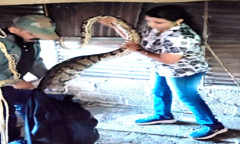 പെരുമ്പാമ്പ് ശല്യത്തിൽ പൊറുതിമുട്ടി മലയോര നിവാസികൾ പെരുമ്പാമ്പ് ശല്യത്തിൽ പൊറുതിമുട്ടി മലയോര നിവാസികൾ