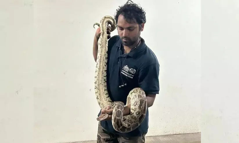 Python in Restaurant