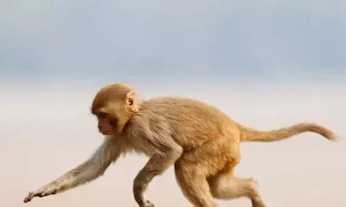 തി​രൂ​ർ ജി​ല്ല ആ​ശു​പ​ത്രി​യി​ൽ വാ​ന​ര​ന്റെ മി​ന്ന​ൽ സ​ന്ദ​ർ​ശ​നം