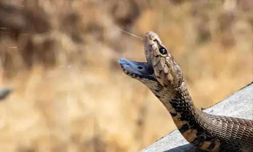 യു.പിയിൽ പരിക്കേറ്റ മൂർഖൻ ചികിത്സക്കായി ഡൽഹിയിൽ