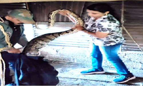 പെരുമ്പാമ്പ് ശല്യത്തിൽ പൊറുതിമുട്ടി മലയോര നിവാസികൾ