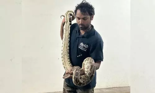 Python in Restaurant