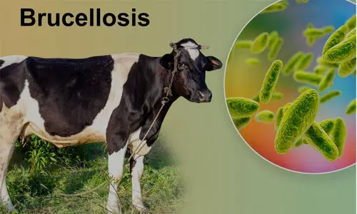 Brucellosis Disease