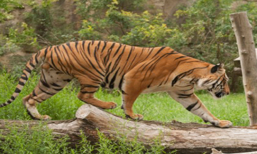 tiger sanctuaries