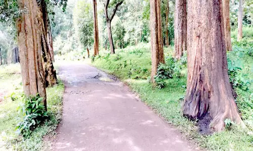 Trees on the road side of Pulpally CHekodi