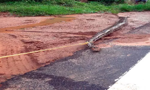 പെരുമ്പാമ്പ്​ ചത്തു; വനപാലകർ പോസ്റ്റ്​മോർട്ടം നടത്താതെ ഉപേക്ഷിച്ചതായി പരാതി