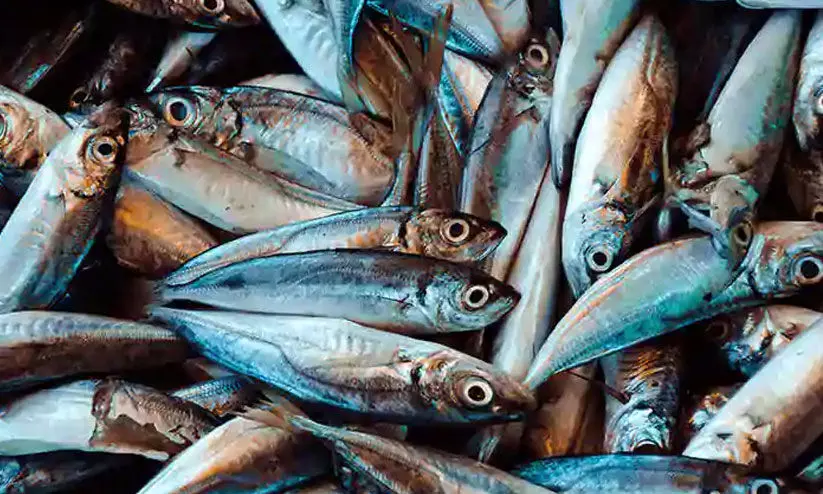 തി​രൂ​ര്‍ മ​ത്സ്യ​മാ​ര്‍ക്ക​റ്റി​ല്‍ മി​ന്ന​ല്‍ പ​രി​ശോ​ധ​ന