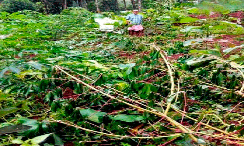 Wild Boar Attack Wild Boar Attack