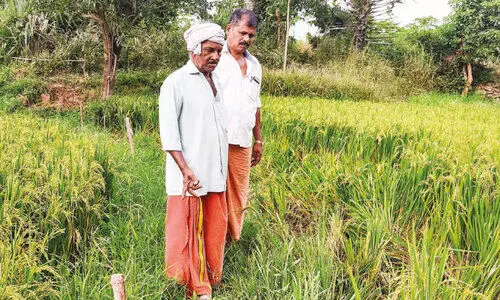 കാ​ട്ടാ​ന ശ​ല്യം: തൂ​ക്കു വൈ​ദ്യു​ത​വേ​ലി നി​ർ​മാ​ണം വേ​ഗ​ത്തി​ലാ​ക്ക​ണ​മെ​ന്ന്