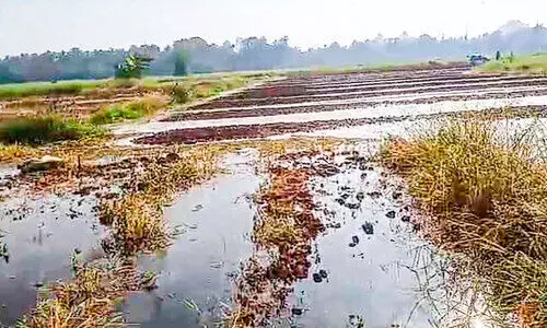 പുഴയിൽ ജലനിരപ്പ് ഉയർന്നപ്പോൾ റെഗുലേറ്റർ ഷട്ടറുകൾ അടച്ചിട്ടു; പാടങ്ങളിൽ വെള്ളംകയറി കൃഷിനശിച്ചു