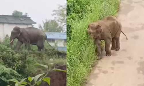 ulikkal elephant 98776 ulikkal elephant 98776