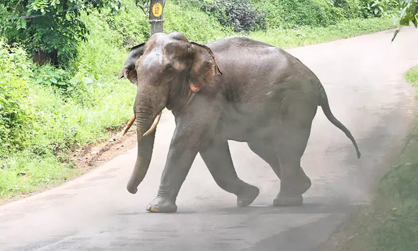 കാട്ടാന, പുലി: മലയോരം ഭീതിയിൽ കാട്ടാന, പുലി: മലയോരം ഭീതിയിൽ