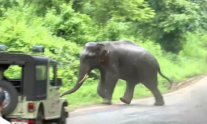 wild elephant 98787 wild elephant 98787