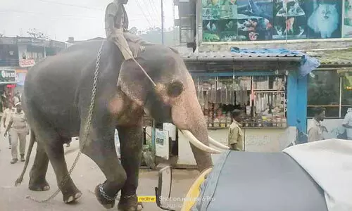 കാട്ടാനകളെ ഓടിക്കാൻ പന്തല്ലൂരിൽ കുങ്കിയാനകൾ എത്തി