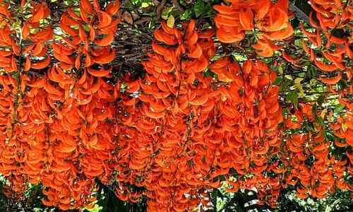 ഒരുമനയൂരിൽ അഗ്നിച്ചുവപ്പായി റെഡ് ജേഡ് വൈൻ പൂക്കൾ