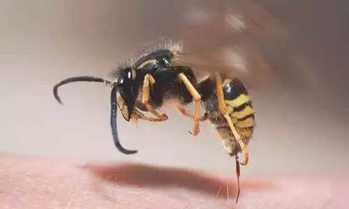 തൊഴിലുറപ്പ് ജോലിക്കിടെ വയോധികൻ കടന്നൽ കുത്തേറ്റ്  മരിച്ചു