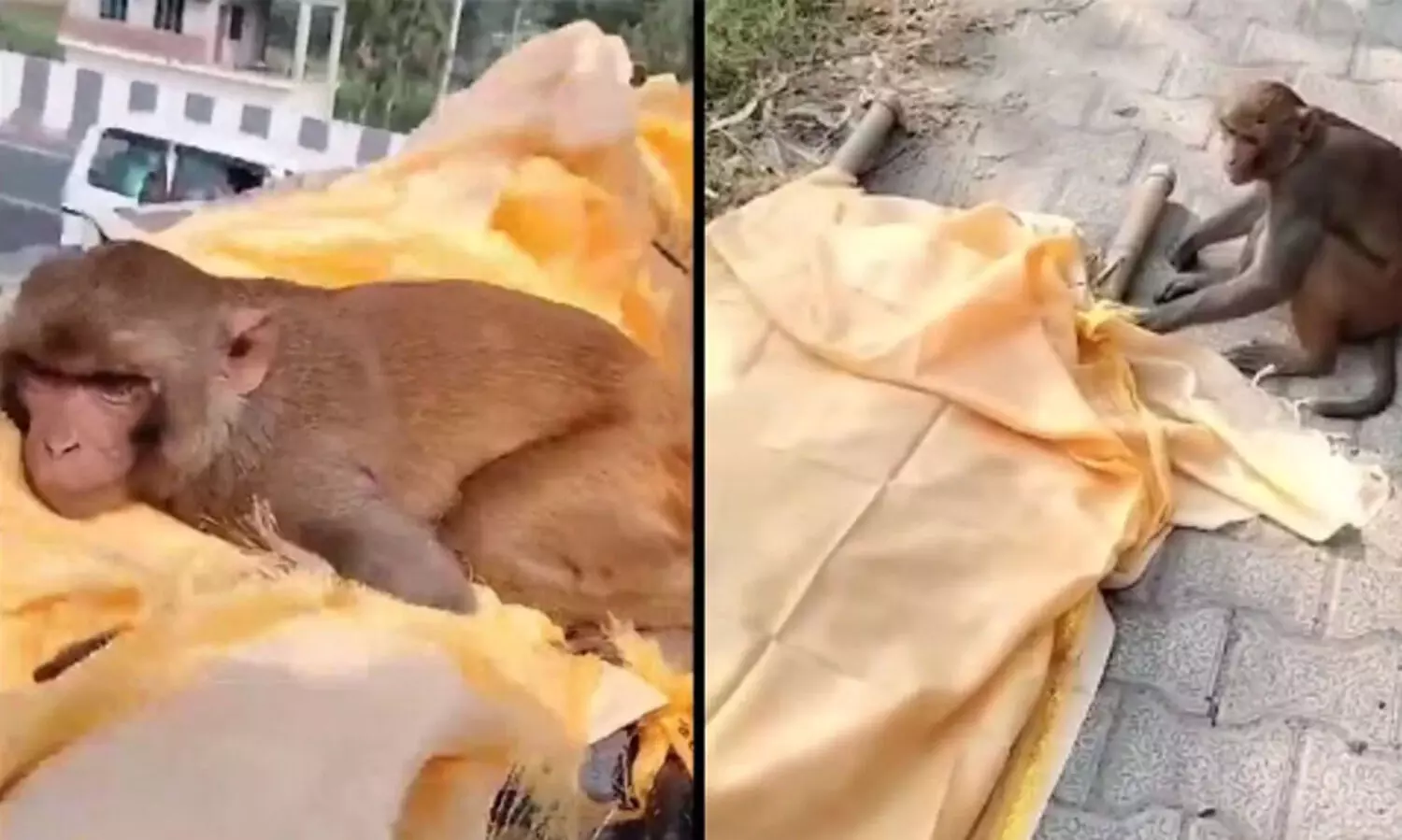 അന്നം നൽകുന്നയാൾ മരിച്ചു, ​മൃതദേഹം കെട്ടിപ്പിടിച്ച് കുരങ്ങ്;  കരച്ചിലടക്കാനാവാതെ യാത്ര ചെയ്തത് 40 കി.മീ