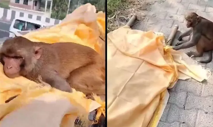 അന്നം നൽകുന്നയാൾ മരിച്ചു, മൃതദേഹം കെട്ടിപ്പിടിച്ച് കുരങ്ങ്; കരച്ചിലടക്കാനാവാതെ യാത്ര ചെയ്തത് 40 കി.മീ അന്നം നൽകുന്നയാൾ മരിച്ചു, മൃതദേഹം കെട്ടിപ്പിടിച്ച് കുരങ്ങ്; കരച്ചിലടക്കാനാവാതെ യാത്ര ചെയ്തത് 40 കി.മീ