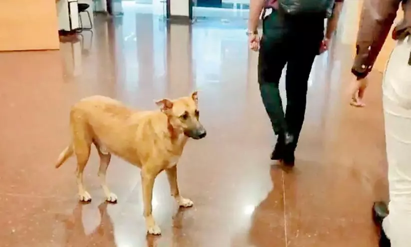 സെക്രട്ടേറിയറ്റ് പരിസരത്ത് അലഞ്ഞുതിരിയുന്ന തെരുവ് നായ