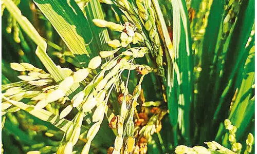 ക​തി​രി​ട്ട ക​ർ​ഷ​കസ്വ​പ്ന​ങ്ങ​ളി​ൽ ക​രി​നി​ഴ​ൽ വീ​ഴ്ത്തി ല​ക്ഷ്മി​രോ​ഗം