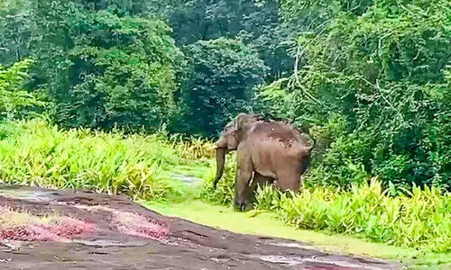 ഇഞ്ചത്തൊട്ടിയിൽ കാട്ടാനയെ തുരത്തി; വെറ്റിലപ്പാറയിൽ കൃഷി നാശം