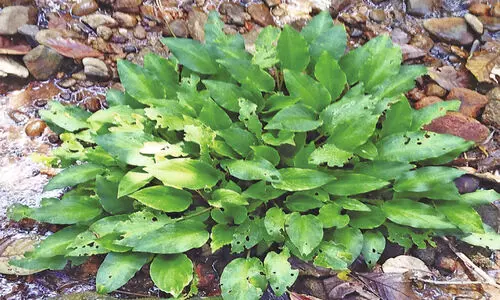 New Founded Plant In Wayanad