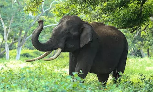 Elephant