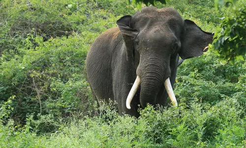 Wild Elephant