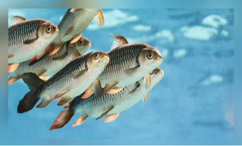 ബാ​ത്തി​ന​യി​ൽ ഭ​ക്ഷ്യ​സു​ര​ക്ഷ​ക്ക്​ ക​രു​ത്തേ​കി മ​ത്സ്യ​കൃ​ഷി