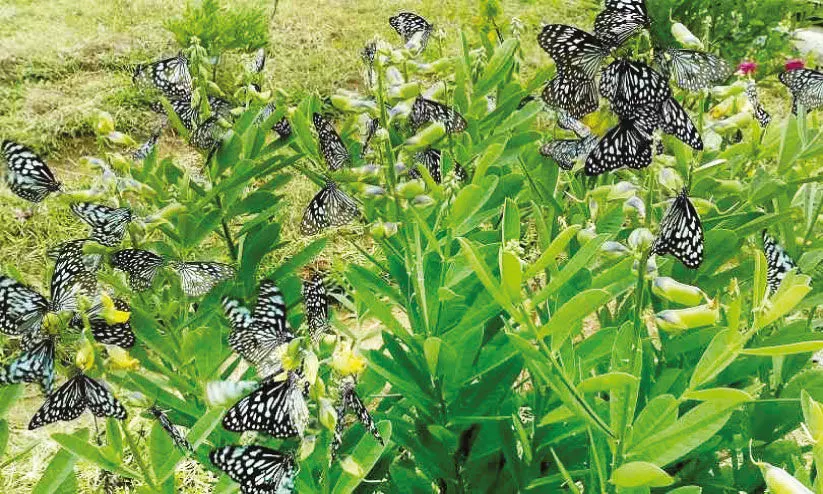 വസന്തക്കാഴ്ചകൾ തീർത്ത് ശലഭക്കൂട്ടം