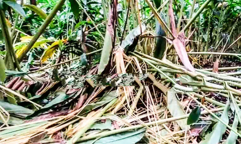 ജനവാസ മേഖലയിൽ തമ്പടിച്ച് കാട്ടാനക്കൂട്ടം; വീടും കൃഷിയും ഉപേക്ഷിച്ച് നാട്ടുകാർ ജനവാസ മേഖലയിൽ തമ്പടിച്ച് കാട്ടാനക്കൂട്ടം; വീടും കൃഷിയും ഉപേക്ഷിച്ച് നാട്ടുകാർ