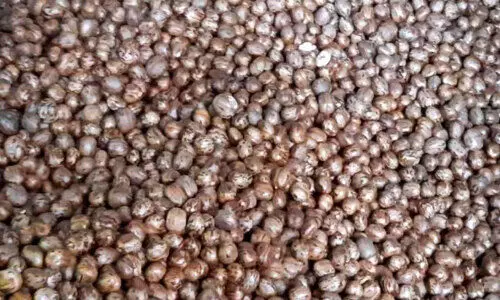 ഇത് പണം തരും കുരു ഇത് പണം തരും കുരു