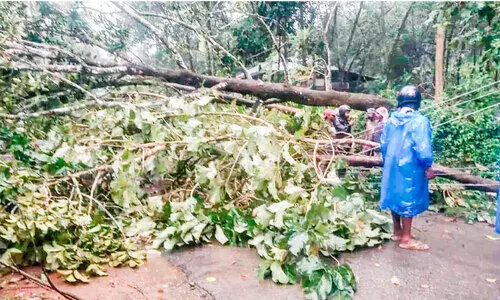 റോഡിൽ മരംവീണ് ഗതാഗതം തടസ്സപ്പെട്ടു