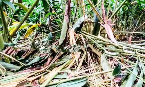 ജനവാസ മേഖലയിൽ തമ്പടിച്ച് കാട്ടാനക്കൂട്ടം; വീടും കൃഷിയും ഉപേക്ഷിച്ച് നാട്ടുകാർ