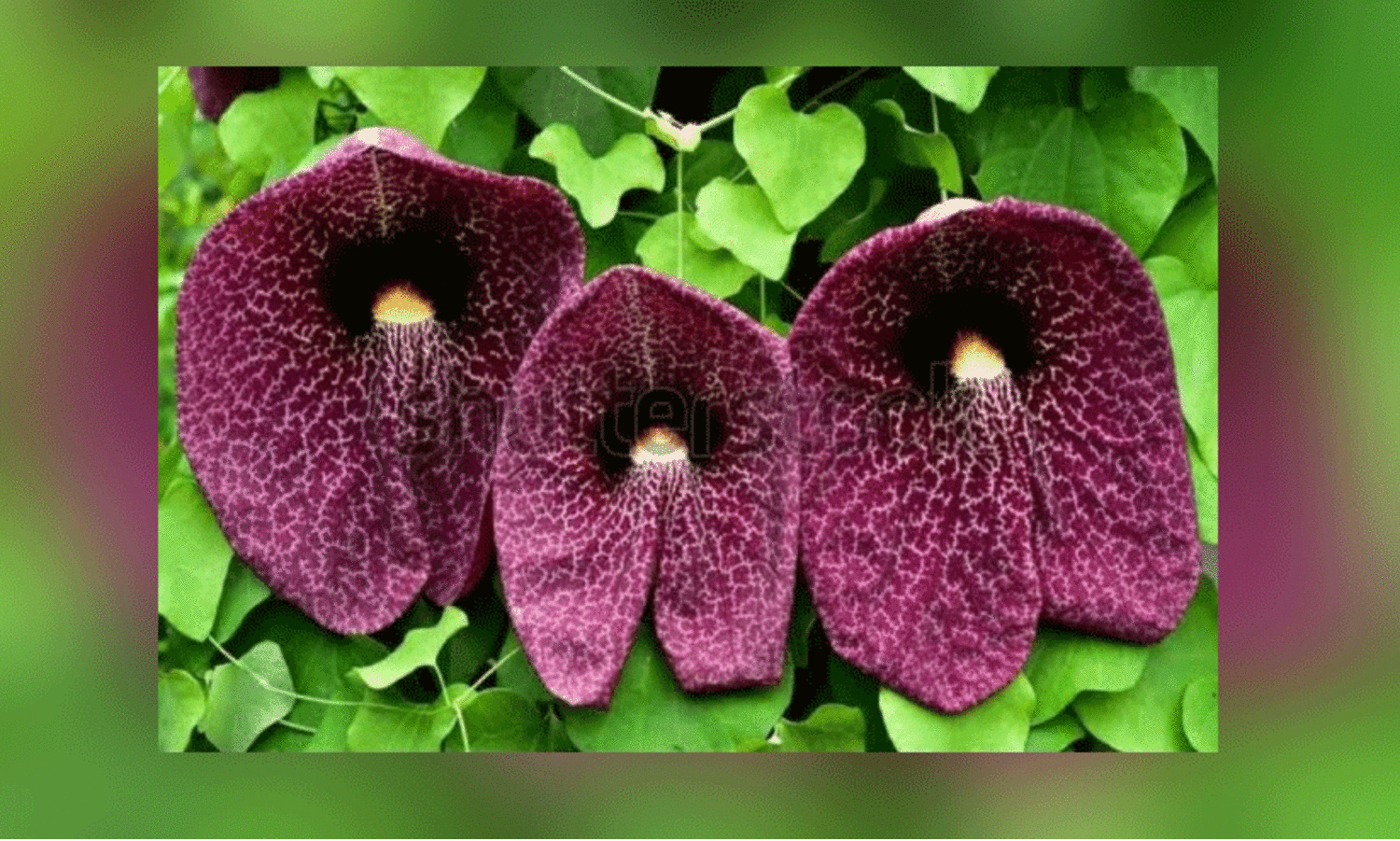 ഡ​ച്ച്​​മാ​ൻ​സ്​ പൈ​പ്​ വൈ​ൻ