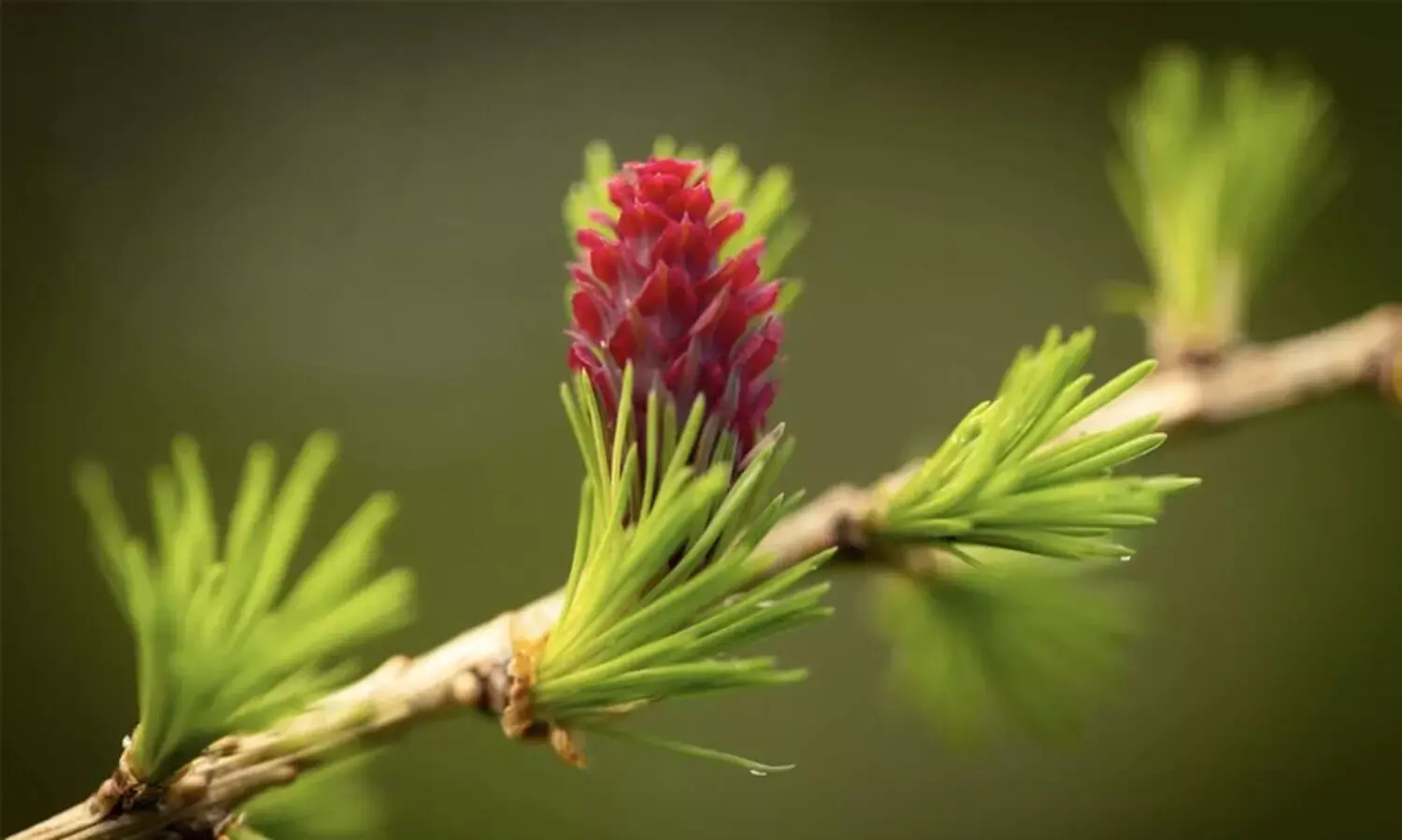 ലോകത്തെ 45 ശതമാനം പുഷ്പിത സസ്യങ്ങളും വംശനാശ ഭീഷണിയിൽ