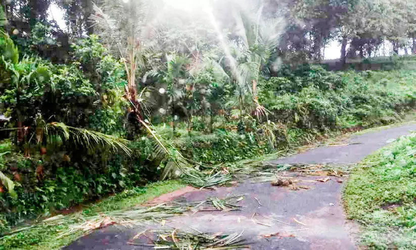 wild elephants wild elephants