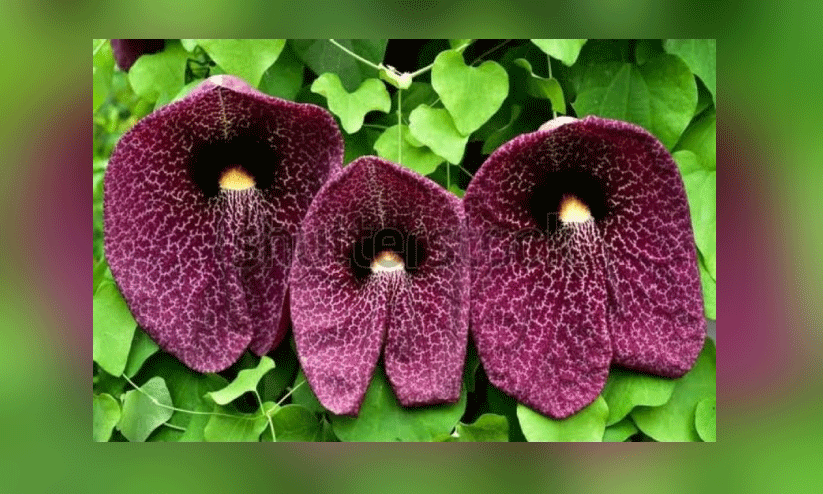 ഡ​ച്ച്​​മാ​ൻ​സ്​ പൈ​പ്​ വൈ​ൻ