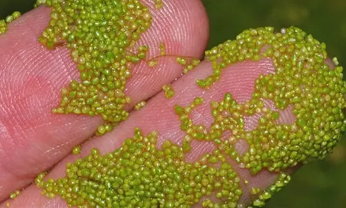 ബഹിരാകാശ സഞ്ചാരികൾക്കായി മികച്ച ഭക്ഷണം വാട്ടർമീലെന്ന് ഗവേഷകർ