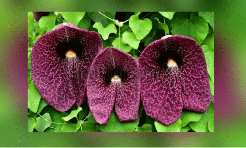 ഡ​ച്ച്​​മാ​ൻ​സ്​ പൈ​പ്​ വൈ​ൻ