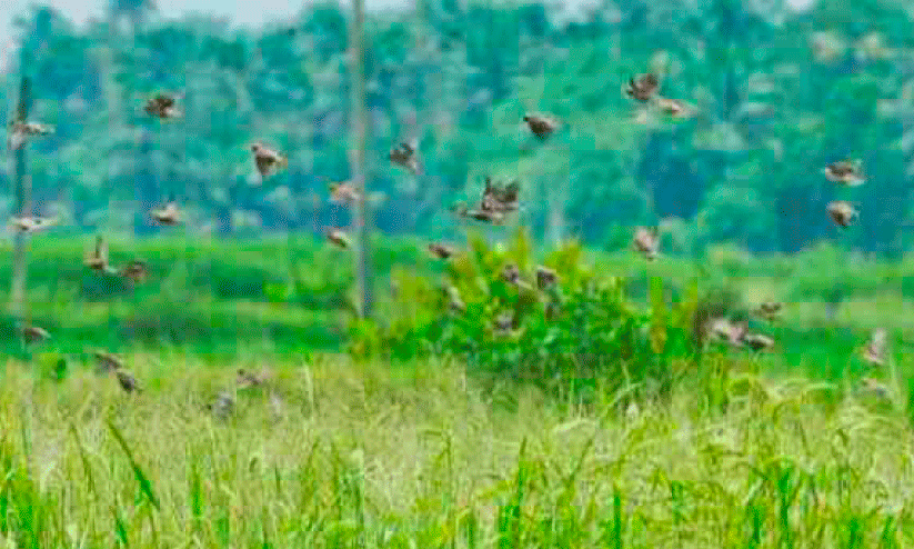 പൊക്കാളി കൃഷി നാശത്തിന്റെ വക്കിൽ; കതിരിട്ട പൊക്കാളിപ്പാടങ്ങളിൽ നെല്ലിക്കോഴികളുടെ ശല്യം രൂക്ഷം പൊക്കാളി കൃഷി നാശത്തിന്റെ വക്കിൽ; കതിരിട്ട പൊക്കാളിപ്പാടങ്ങളിൽ നെല്ലിക്കോഴികളുടെ ശല്യം രൂക്ഷം