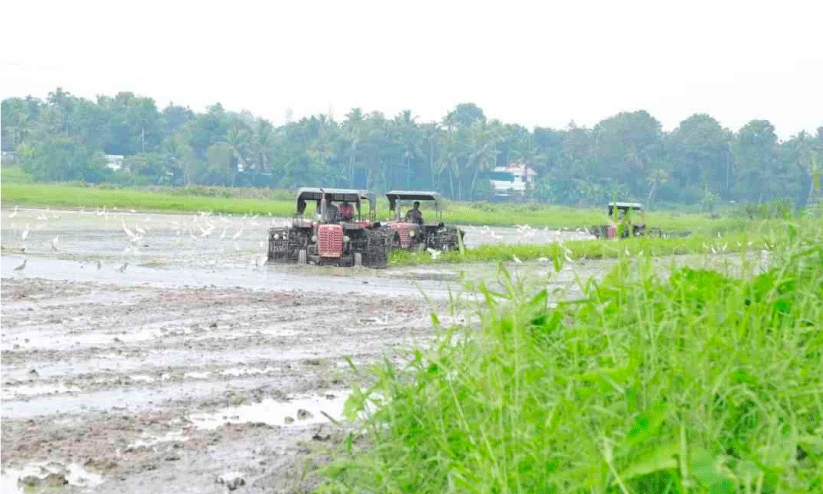 എടയാറ്റുചാൽ വീണ്ടും കൃഷിയിലേക്ക് എടയാറ്റുചാൽ വീണ്ടും കൃഷിയിലേക്ക്